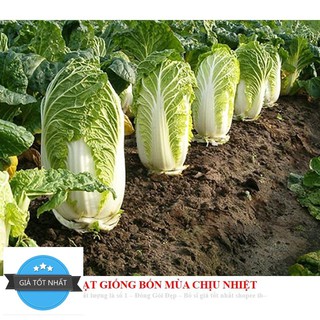 Gói 50 hạt giống cải thảo
