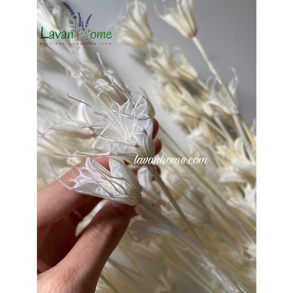 Hoa khô trang trí hoa bát giác khô 8 cánh Nigella, nhiều màu sắc nhẹ nhàng vintage chụp hình dễ thương, làm đồ hanmade
