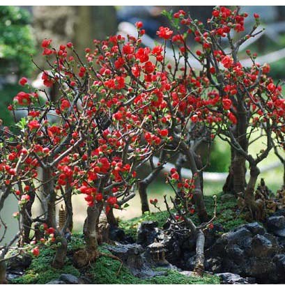 Hạt giống cây mai trung quốc hoa màu đỏ - Gói 5 Hạt