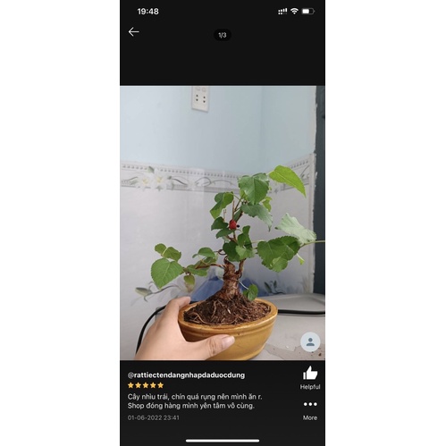 Cây Dâu Tầm siêu trái bonsai mini