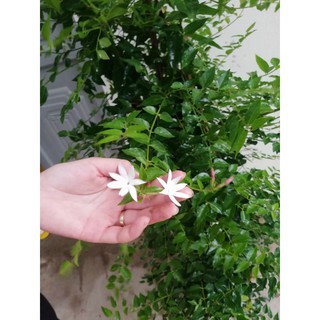 Cây nguyệt quế leo chưa hoa (chỉ giao hỏa tốc HCM)