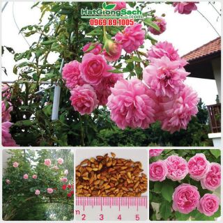 Hạt Giống Hoa Hồng