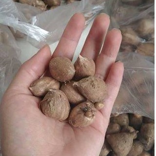 Củ hoa lan nam phi hoa màu hồng - tặng kèm viên nén ươm hạt