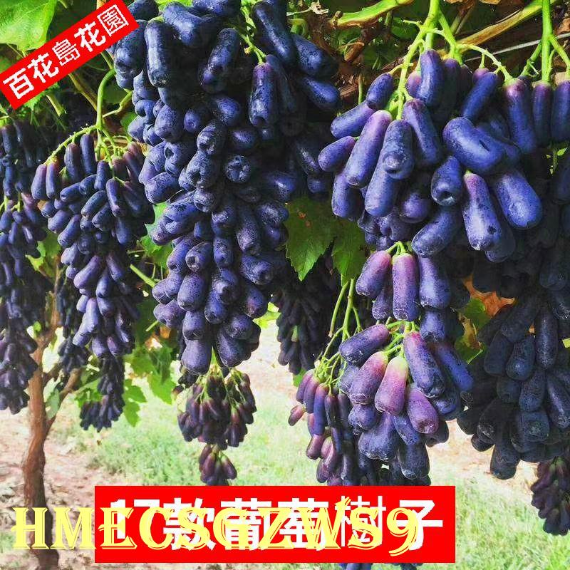 hạt giống nho móng tay 10h