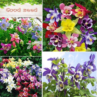 Hạt Giống Hoa Bồ Câu Nhiều Màu F1