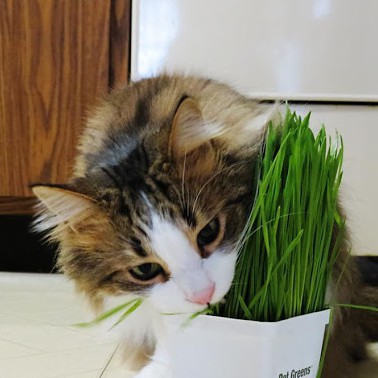 100g Hạt Giống Trồng cỏ lúa mì cho mèo- Hạt giống cỏ lúa mì