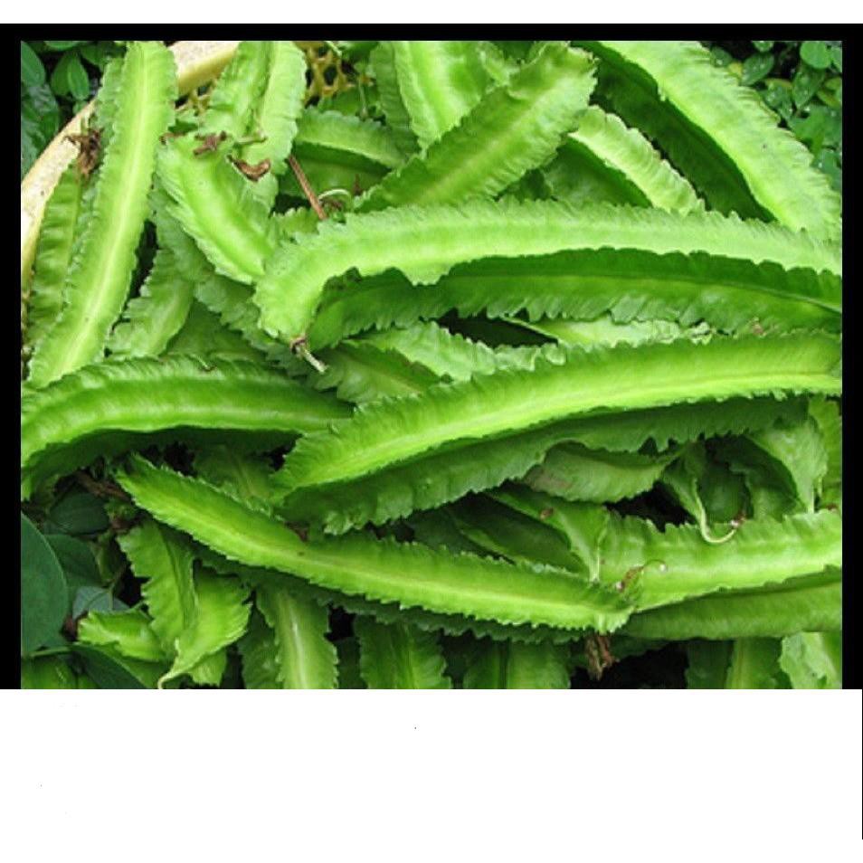 Hạt Giống Đậu Rồng Cao Sản Giòn, Ngọt 10gr