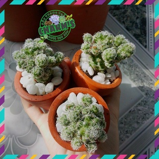 [SALE SẬP SÀN] - Cây Xương Rồng Tuyết - xương rồng trứng - siêu xinh siêu cute