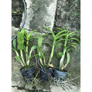 Dendro lai hồ điệp hoa tím