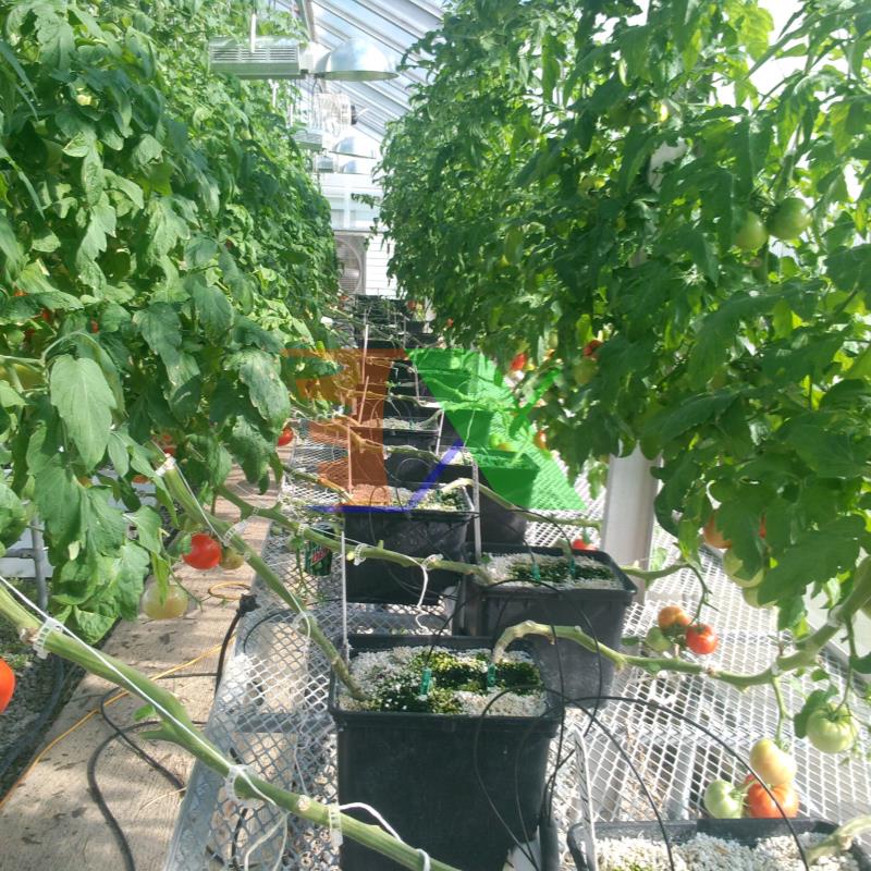 Dung dịch thủy canh cho củ quả 5000CQ, Dinh dưỡng thủy canh trồng rau 5lit * 2, Phân bón thủy sinh