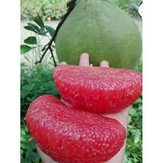 BƯỞI RUBY THÁI LAN