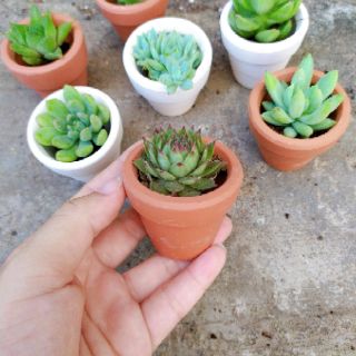 Chậu sen đá trơn mini 5cm ( tặng kèm chậu)
