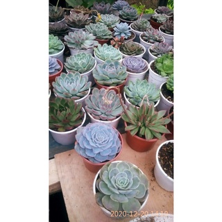 [Sale Giá Rẻ ]Sen đá Trung Size 9 - 11cm ( giao ngẫu nhiên )