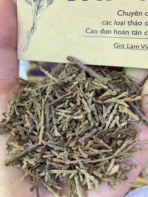 Trắc Bá Diệp 100g