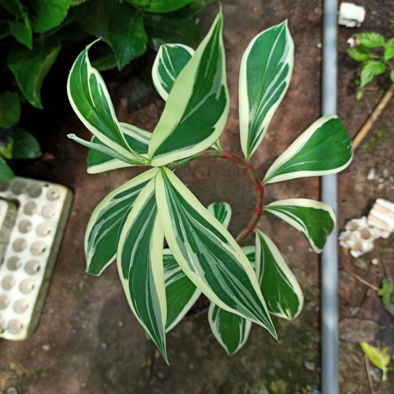 Chậu cây chong chóng var - spiral ginger var - costus arabicus var - ship toàn quốc
