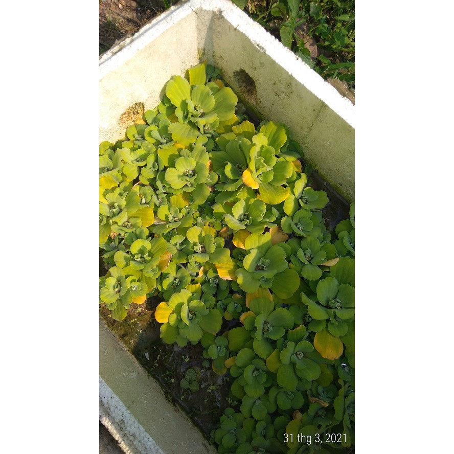 Bèo cái - Cây thủy sinh