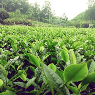 chè xanh đặc sản thái nguyên