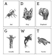 Flashcads Animal 4D Appstore 1 bm