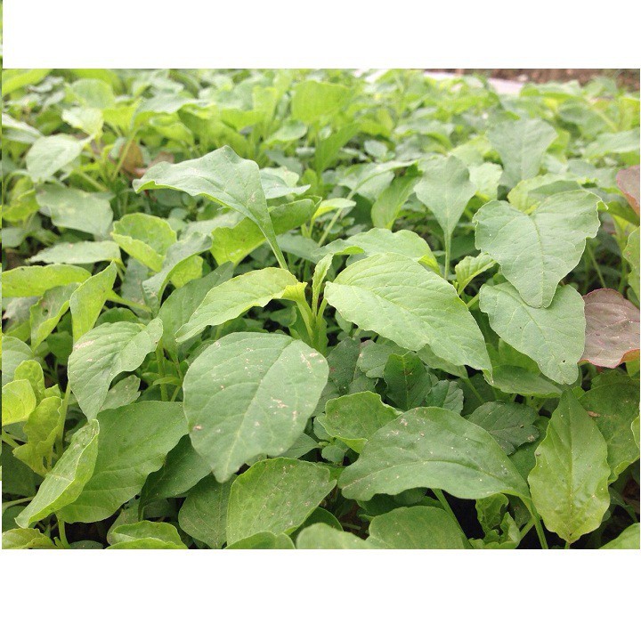 (Rẻ nhất) Hạt giống rau dền xanh lá tròn gói 20 gram xuất xứ Việt Nam tại thietbinhavuon- hàng đẹp - giao hàng nhanh.