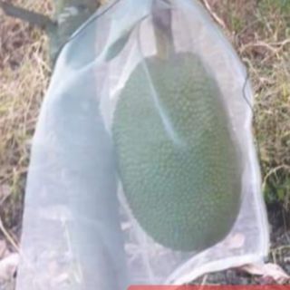 10 túi lưới bao mít có dây rút