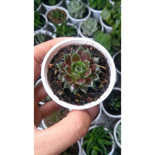 Sen đá phật bà tím