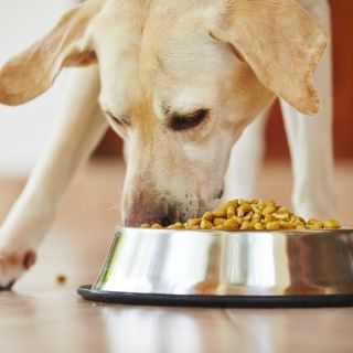 1KG Thức ăn chó mèo / dạng viên dễ ăn / cam kết hàng tốt giá đẹp