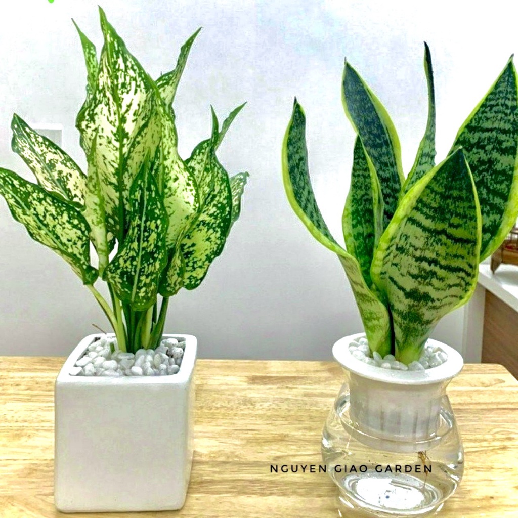 Cây ngọc ngân chậu sứ vuông đường kính 10cm