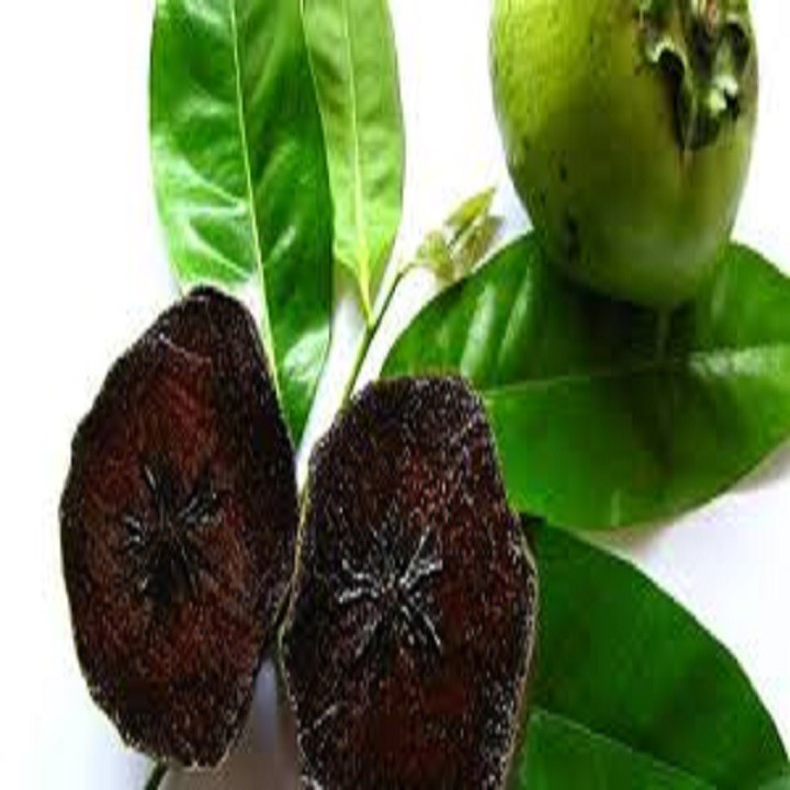 CÂY GIỐNG HỒNG ĐEN SOCOLA( Black Sapote) NHIỆT ĐỚI SIÊU NGON, CAM KẾT CHUẨN GIỐNG F1