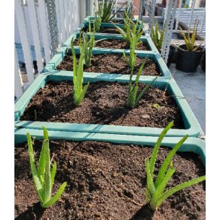 🔥((NHA ĐAM))🔥giống Thái bẹ to