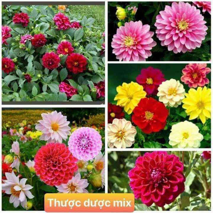 HẠT GIỐNG HOA THƯỢC DƯỢC LÙN MIX MÀU 5GR KHOẢNG 200 HẠT
