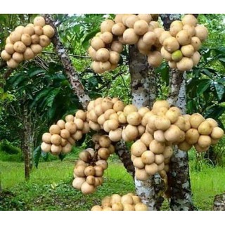 cây giống bòn bon thái lan