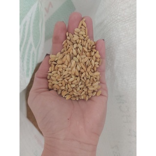 Lúa hạt tròn to (lúa Nhật túi 1kg)
