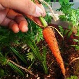 HẠT GIỐNG CỦ CÀ RỐT MINI