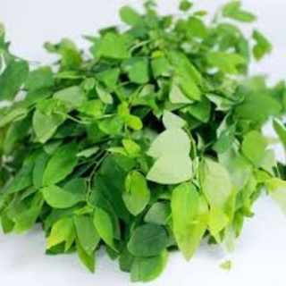 HẠT GIỐNG BỒ NGÓT RD 621
