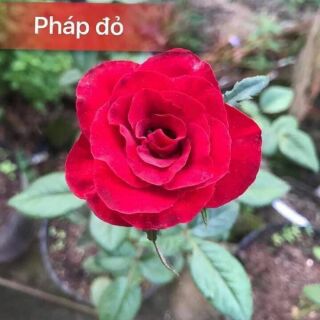 combo 10 cây hồng đỏ pháp rễ trần
