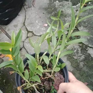 Phi điệp hồng ngọc