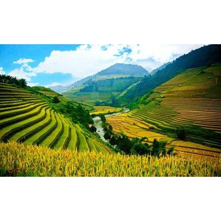 10kg gạo Séng Cù loại 1