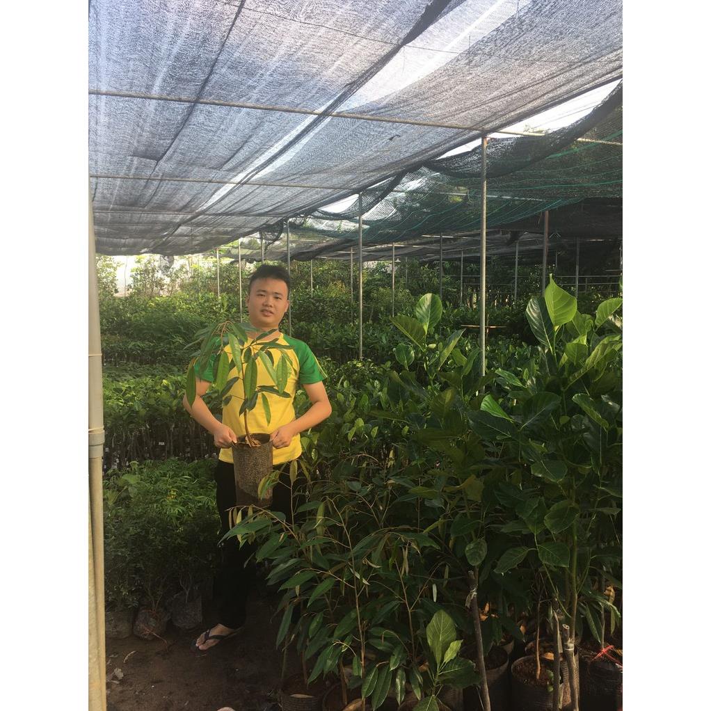 Cây Sầu Riêng Ri6 Hạt Lép .