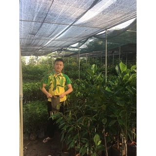 Cây sầu riêng ri6 hạt lép .