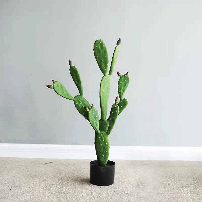 xương rồng tai thỏ (1 lá làm giống)
