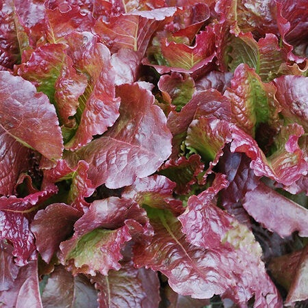 Hạt giống rau Xà lách sồi đỏ tím nhập thái lan nguyên gói_xà lách giòn ngọt Red Cos Summer