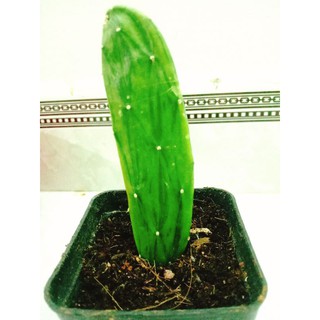 Xương rồng tay thỏ var