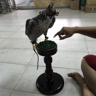  Cầu nấm cho chim cắt (có tấm thép kèm theo)