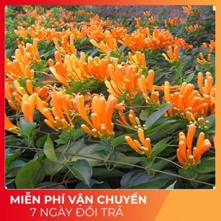 Cây hoa leo chùm ớt rạng đông đang ra hoa - ảnh thật