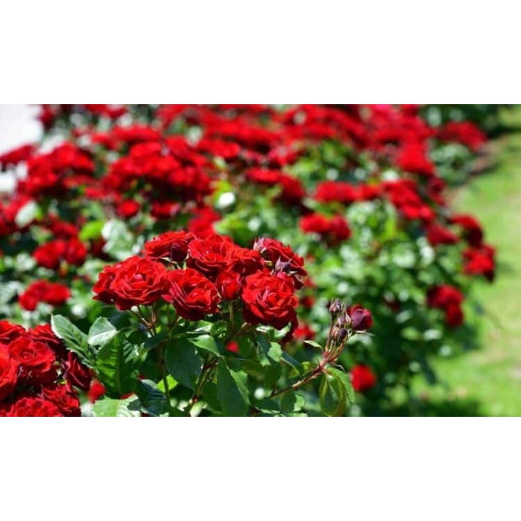 Phân đạm cá nước ngọt