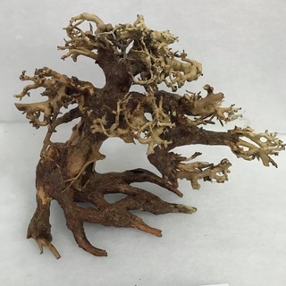 Lũa Bonsai Cho Bể Cá,Bể Thủy Sinh Mini