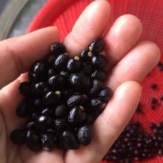 Hạt giống mai tứ quý
