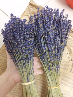 Hoa LAVENDER nhập khẩu Pháp