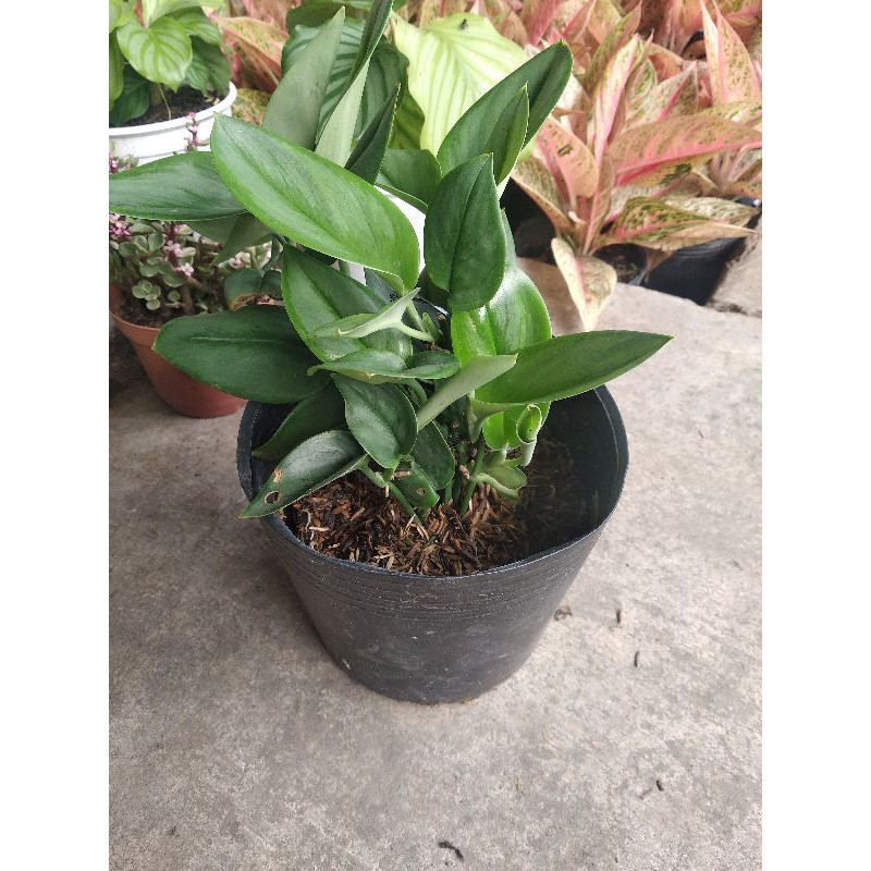 Trầu moonlight ngọc trai