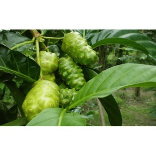 Bột Nhàu (100% NoNi) Nguyên Chất  250gr